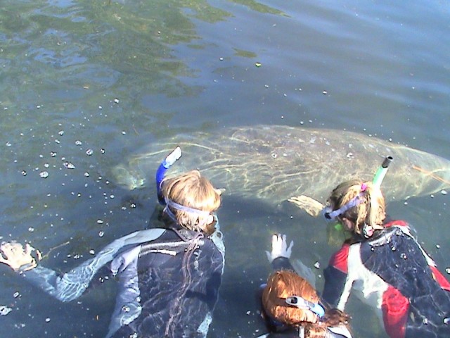 Manatees Adventure