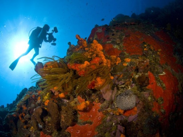 Discover Diving